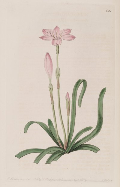 Zephyranthes rosea von Botanical Register